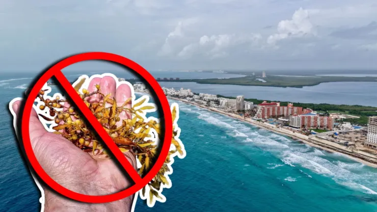 ¡A nadar! Estas están libres de sargazo en Cancún, Playa del Carmen y Tulum HOY 20 de julio de 2026