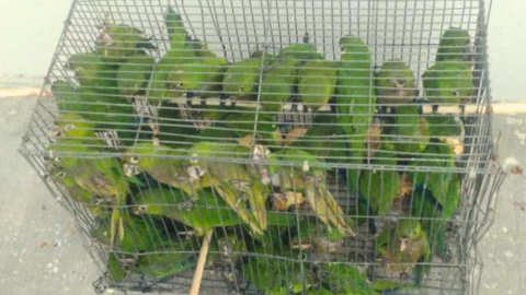 Rescatan a 30 periquitos azteca en Tabasco, víctimas de la venta ilegal