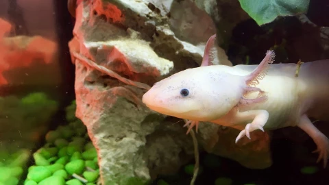 Ajolotes llegan al Zoológico Tamatán, en Ciudad Victoria