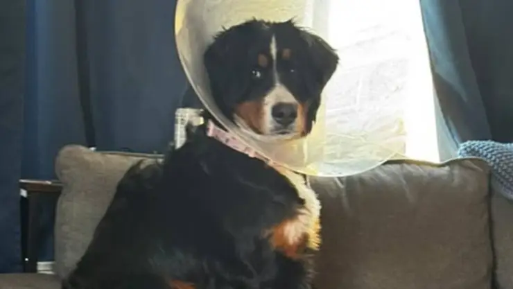 Perrita sobrevivió ingerir 44 objetos