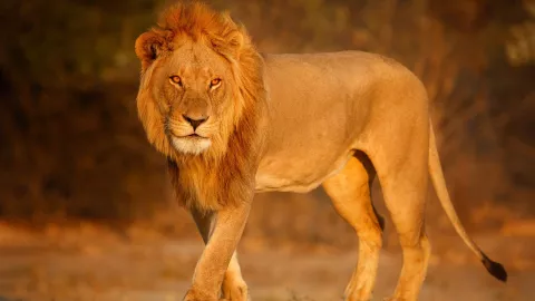 ¡León desatado! Ataca a mujer y niños en Pakistán.jpg