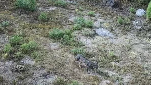 lince CDMX Desierto de los Leones