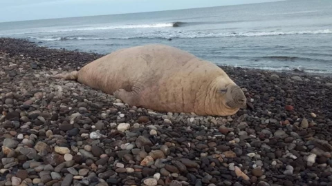 Elefante Marino en Nayarit
