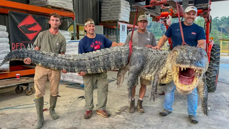 Capturan a un enorme caimán de 400 kilos