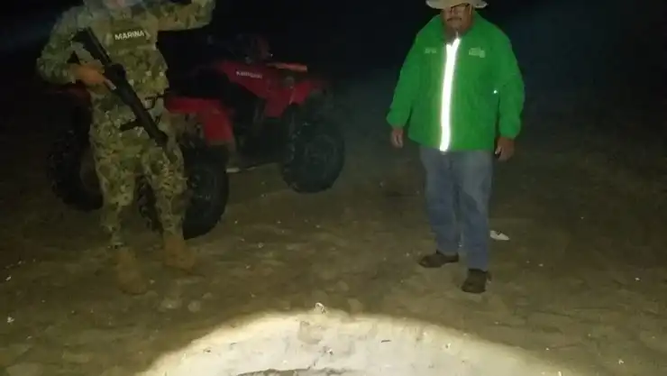 Tortuga golfina Semar
