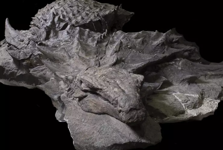 fósil de dinosaurio.jpg