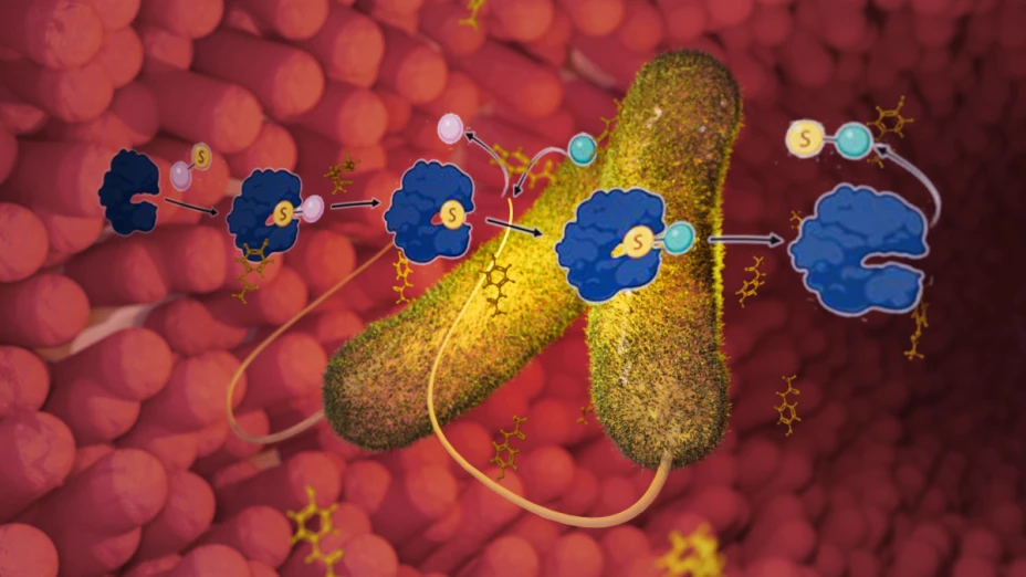 Investigadores de ASU descubren un nuevo proceso digestivo para los medicamentos.jpg