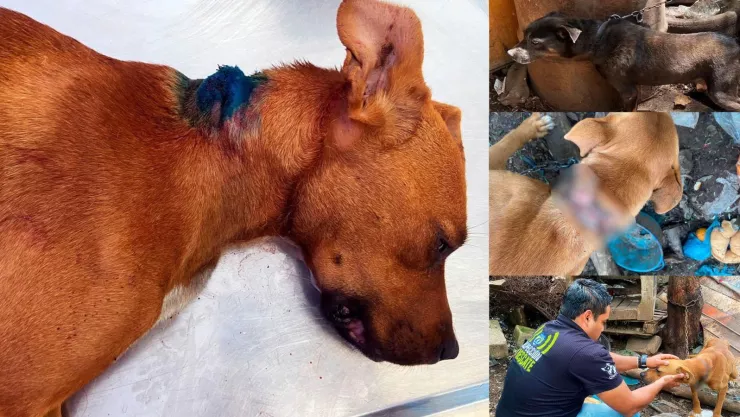Perritos rescatados en El Marqués, estaban lesionados de gravedad