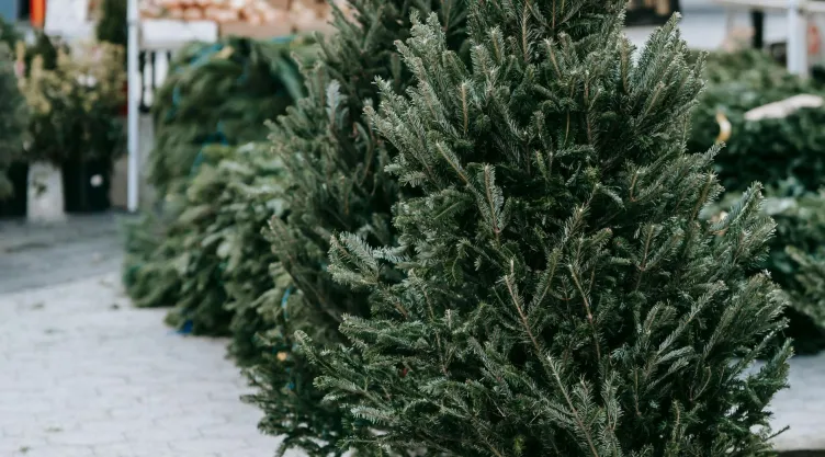 ¿Por qué deberías poner un árbol de Navidad natural este 2024?.jpg