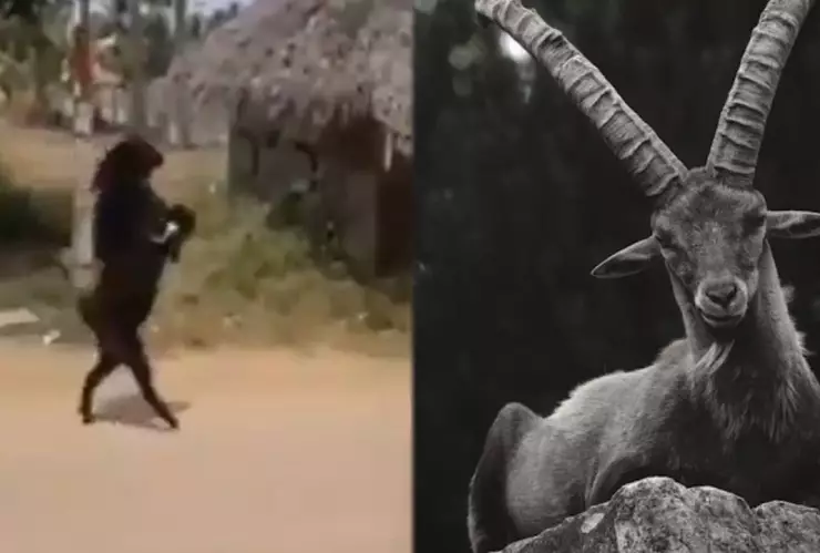 Cabra negra caminando en dos patas.jpg