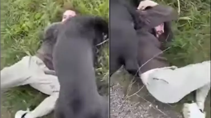 pedofilo es atacado por perros en cita con menor de edad