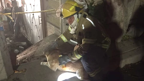 Perritos afectados por explosión en Chimalhuacán