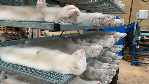 visones sacrificio dinamarca.jpg