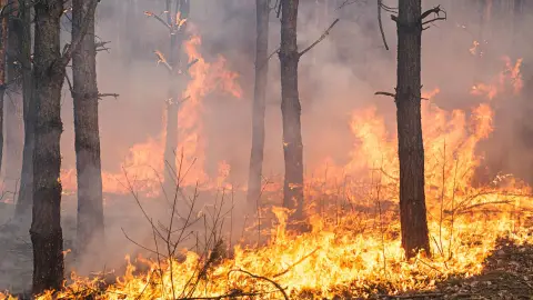 incendio forestal