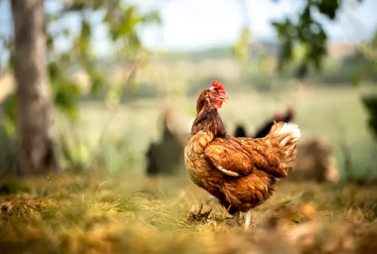 ¡No puso atencion!, Niña lleva gallina a la escuela