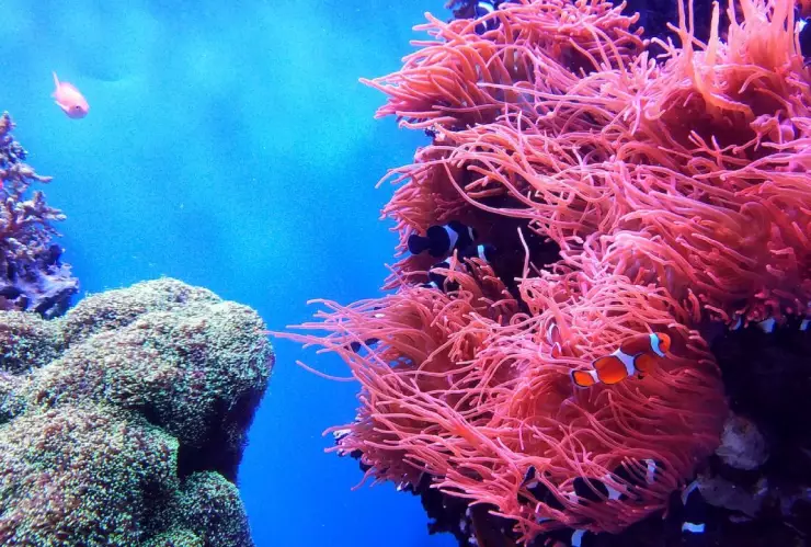 Las maravillas del arrecife de coral de Quintana Roo