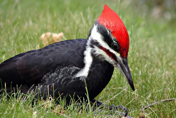 pajaro-carpintero-estados-unidos