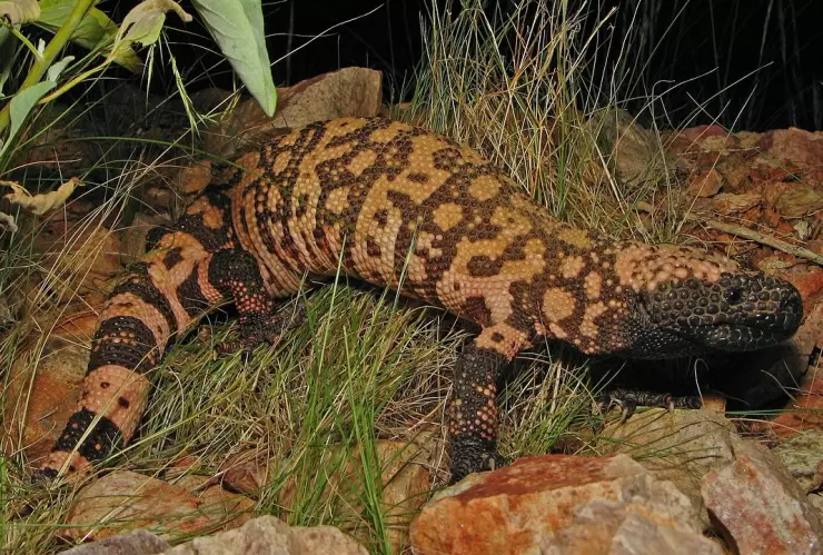 lagarto-venenoso-monstruo-gila-hombre-veneno-colorado