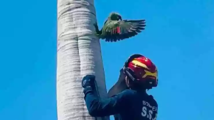 FOTO_ Un loro fue rescatado tras quedar atrapado en una palmera, casi pierde una patita completa