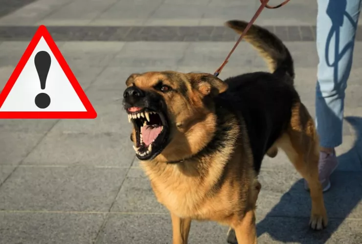 Expertos explican cómo actuar tras un ataque canino, sea de mascota o callejero