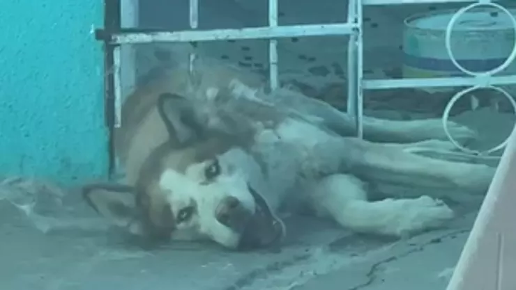 Perro.jpg