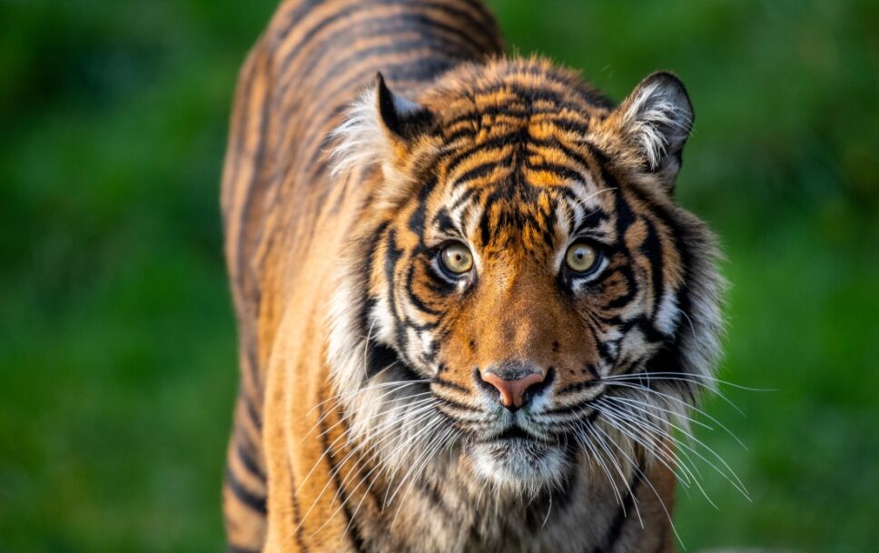 extincion hembra tigre.jpg