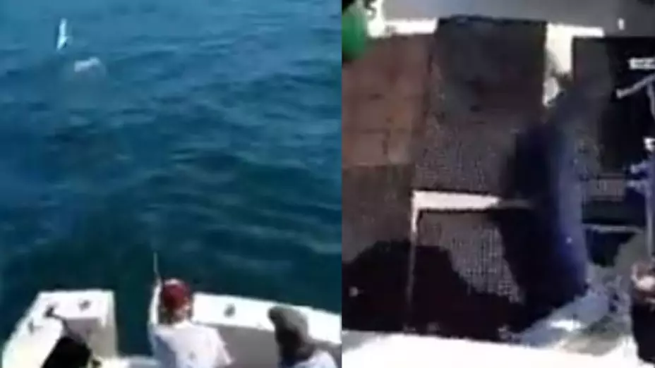 VIDEO ¡Insólito! Tiburón se sube al bote de pescadores
