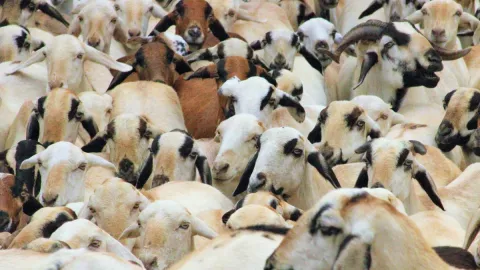 Ganado ovino y caprino se ha visto afectado en Veracruz