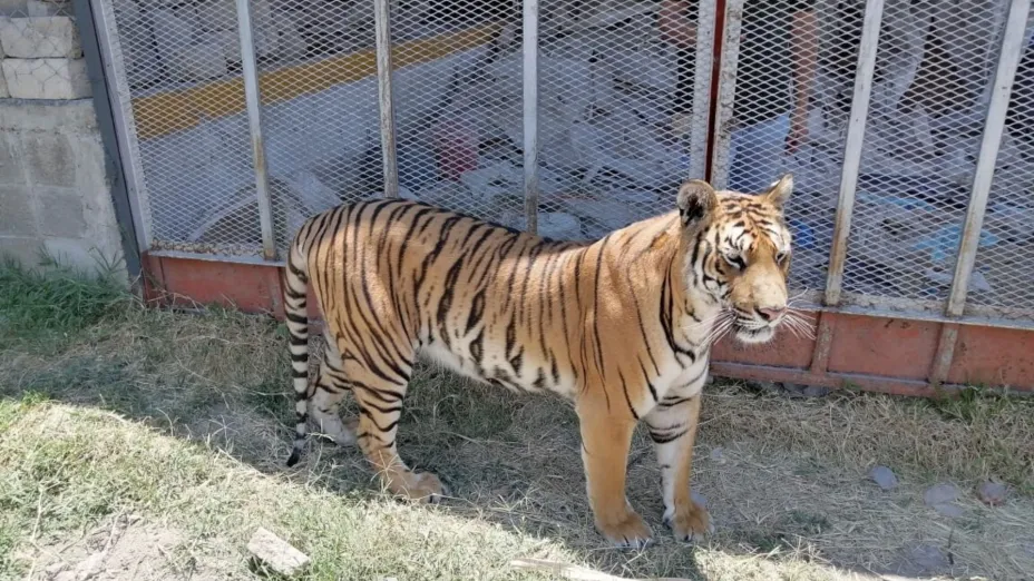 tigre_profepa.jpg