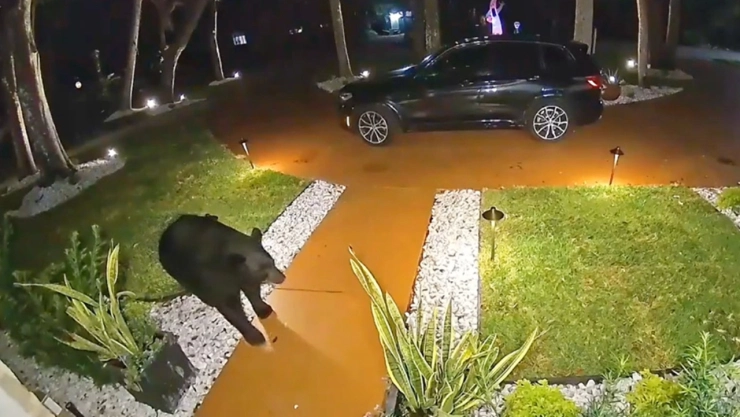 Oso roba comida de una familia y todo queda captado en video