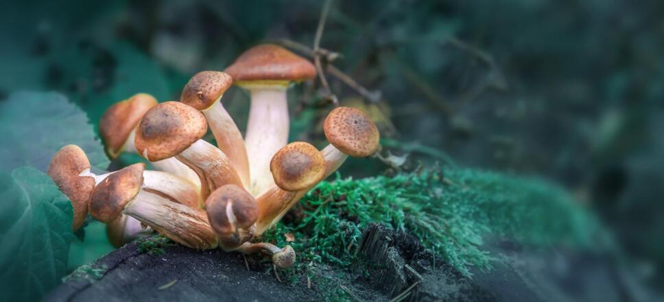 press-release-mental-health-benefits-psychedelic-drug.jpg