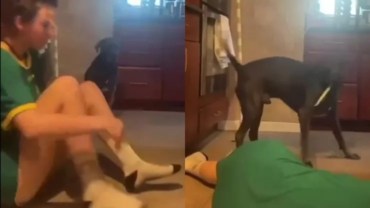 Perro agarra cuchillo