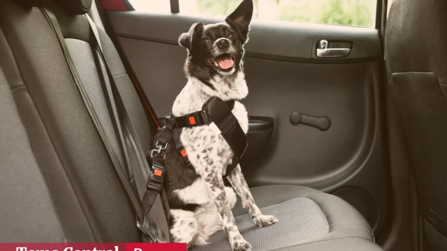 Cómo viajar con tu perro en el auto de forma segura Cómo viajar con tu perro en el auto de forma segura