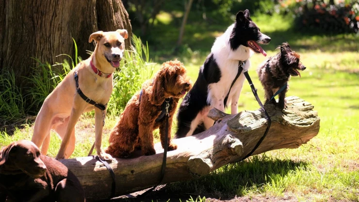 Perros con collar encima de un tronco de un árbol.