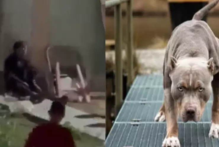 Perros Pitbull atacan a joven