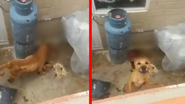 Perro se come a su compañero can por hambre