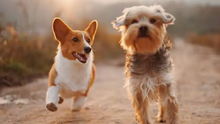 Día Mundial del Perro 2023_ Desde cuándo y por qué se celebra a los ‘peludos’ hoy 21 de julio