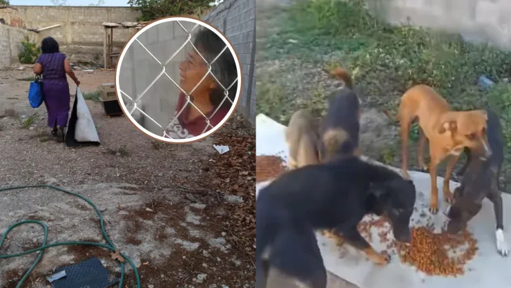 Doña Rosy fue desalojada en Culiacán con su perros y gatos.jpg
