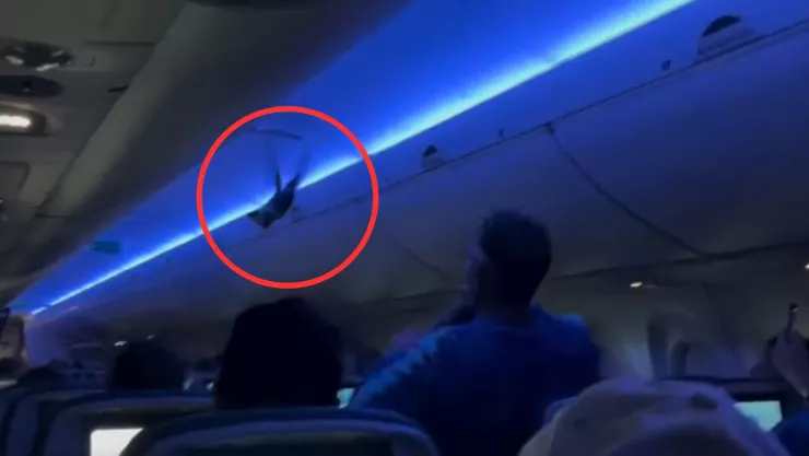 VIDEO | Palomas se suben a un avión y provocan retraso en el vuelo de Estados Unidos