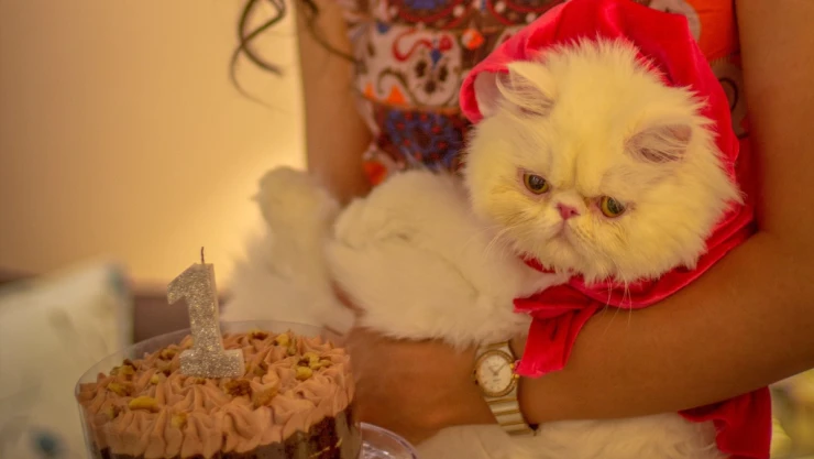 gato_cumpleaños_chile.jpg