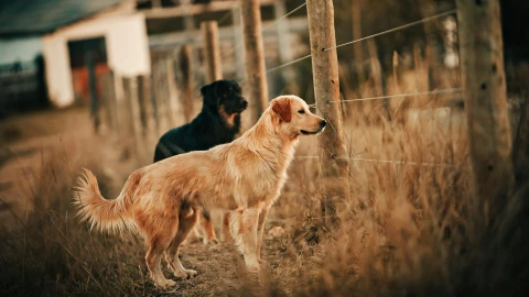 Gusano barrenador en perros cómo cuidarlos.jpg