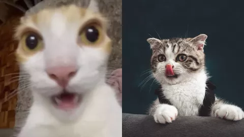 ¿Tener un gato podría ayudar en la salud mental? Esto nos dice la ciencia