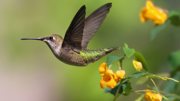 Nuevas especies colibríes