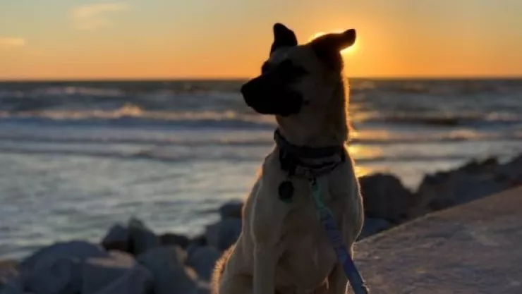 perro-salta-mar-ataque-tiburon-dueno.jpg