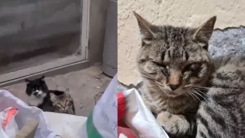 gatos maltrato animal venustiano carranza.jpg