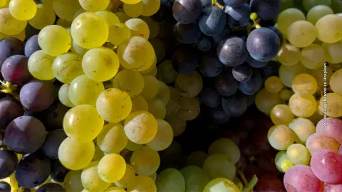 ¿Qué personas no pueden comer uvas en exceso? 