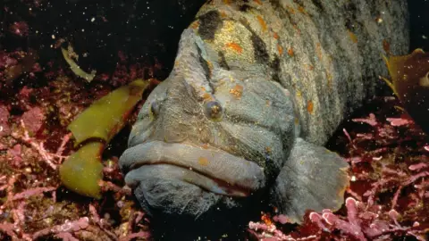 VIDEO El extraño pez abrojo cara de mono que vive en Baja California