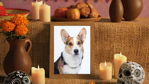 Día de Muertos 2023 ¿Qué le debes poner a tu mascota en su ofrenda