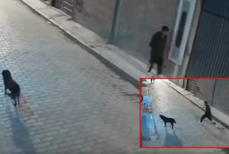 Hombre intenta patear a perro en la calle 
