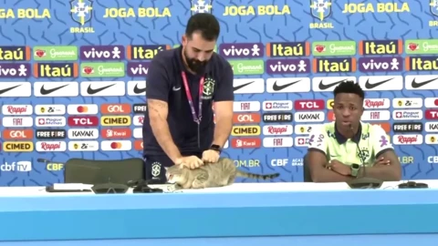 La maldición del gato eliminó a Brasil